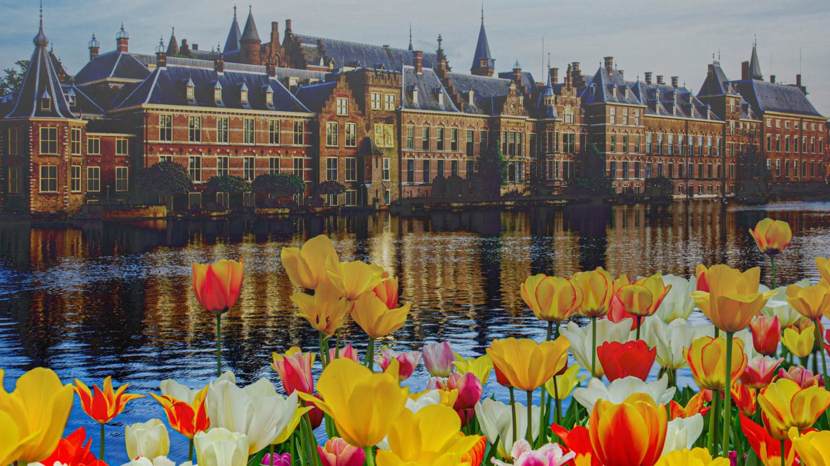 The Binnenhof in The Hague across the Hofvijver, with tulips in the foreground.